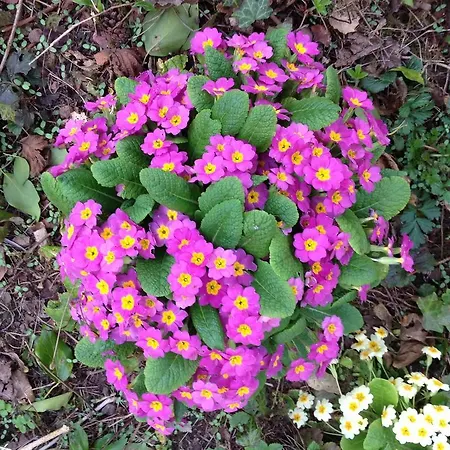 La Cense Des 6 Sens Panzió 3*